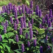 Agastache Mexicana Flower seeds for Planting Hardy Variety Heirloom & GMO Free Seeds for Home Garden
Sale for planting in home garden