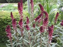 Lysimachia Flower seeds for Planting Perfect for Borders Heirloom & GMO Free Seeds for Home Garden
Sale for planting in home garden