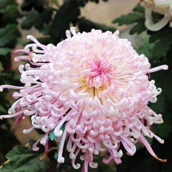 Pink Chrysanthemum Flower seeds for Planting Cut Flower Favorite Heirloom & GMO Free Seeds for Home Garden
Sale seeds for home garden planting