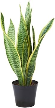 Sansevieria Flower seeds for Planting - Sun Loving, Heirloom & GMO Free Seeds for Home Garden
Sale for planting in home garden.