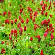 Crimson Clover Flower seeds for Planting Cut Flower Favorite Heirloom & GMO Free Seeds for Home Garden
Sale for planting in home garden