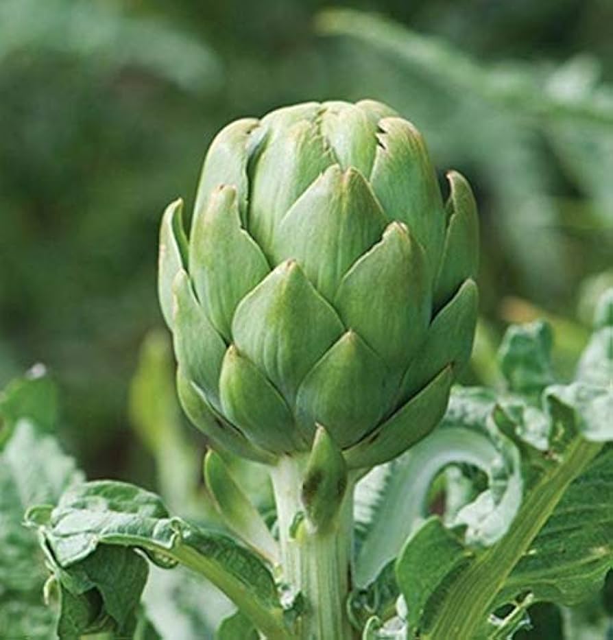 Imperial Star Kugel-Artischocken-Kräutersamen