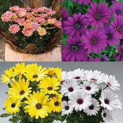 Mixed Osteospermum Flower seeds for Planting - Perfect for Borders, Heirloom & GMO Free Seeds for Home Garden
Sale for planting in home garden.