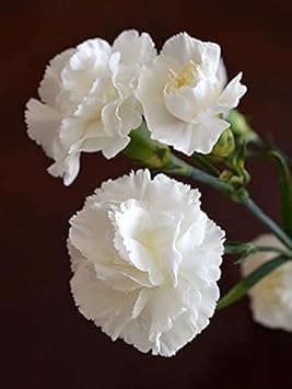 Caryophyllus Flower seeds for Planting - Sun Loving, Heirloom & GMO Free Seeds for Home Garden
Sale for planting in home garden