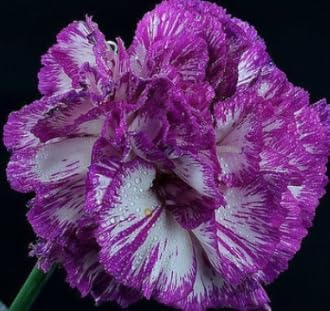 Carnations Violet White Flower seeds for Planting - Bright Blooms, Heirloom & GMO Free Seeds for Home Garden
Sale for planting in home garden