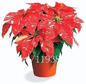 Red Poinsettia Flower seeds for Planting - Fragrant Blossoms, Heirloom & GMO Free Seeds for Home Garden
Sale for planting in home garden