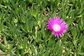Native Pigface Flower seeds for Planting Perfect for Borders Heirloom & GMO Free Seeds for Home Garden
Sale for planting in home garden