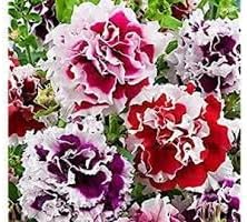 Heirloom Russian Petunia Flower seeds for Planting Low Maintenance Heirloom & GMO Free Seeds for Home Garden
Sale for planting in home garden