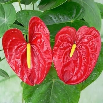 Anthurium Flower seeds for Planting - Easy to Grow, Heirloom & GMO Free Seeds for Home Garden
Sale for planting in home garden.
