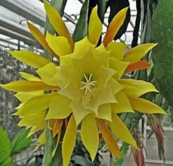 Yellow Epiphyllum Flower seeds for Planting - Drought Tolerant, Heirloom & GMO Free Seeds for Home Garden
Sale for planting in home garden