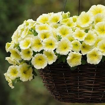 Yellow & White Heirloom Petunia Flower seeds for Planting - Bright Blooms, Heirloom & GMO Free Seeds for Home Garden
Sale seeds for planting in home garden