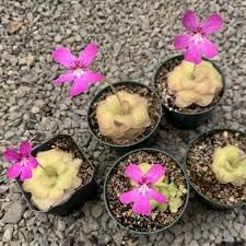 Butterwort Carnivorous Flower seeds for Planting Easy to Grow Heirloom & GMO Free Seeds for Home Garden
Sale seeds for home garden planting