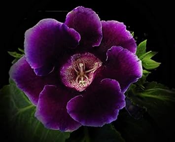 Dark Purple Gloxinia Flower seeds for Planting - Premium Quality, Heirloom & GMO Free Seeds for Home Garden
Sale for planting in home garden