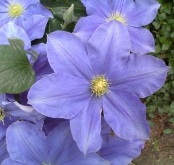 Clematis Blue Flower seeds for Planting - Colorful Display, Heirloom & GMO Free Seeds for Home Garden
Sale seeds for planting in home garden