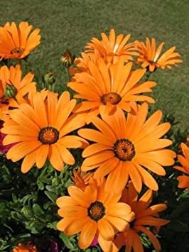 Orange Osteospermum Flower seeds for Planting - Easy to Grow, Heirloom & GMO Free Seeds for Home Garden
Sale for planting in home garden