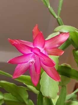 Pink Zygocactus Truncatus Flower seeds for Planting - Premium Quality, Heirloom & GMO Free Seeds for Home Garden
Sale for planting in home garden