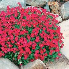 Aubrieta Berro Flower seeds for Planting - Shade Tolerant, Heirloom & GMO Free Seeds for Home Garden
Sale seeds for planting in home garden