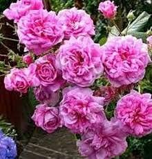 Pink Damask Flower seeds for Planting - Pollinator Friendly, Heirloom & GMO Free Seeds for Home Garden
Sale for planting in home garden.