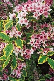 Weigela Flower seeds for Planting Colorful Display Heirloom & GMO Free Seeds for Home Garden
Sale for planting in home garden