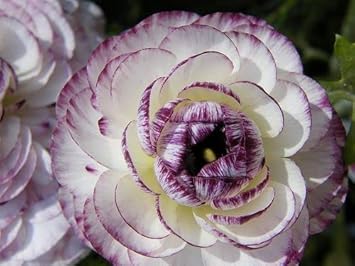 Purple White Ranunculus Flower seeds for Planting - Hardy Variety, Heirloom & GMO Free Seeds for Home Garden
Sale for planting in home garden