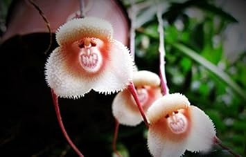 White Orange Orchid Flower seeds for Planting - Cut Flower Favorite, Heirloom & GMO Free Seeds for Home Garden
Sale for planting in home garden