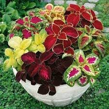 Heirloom Coleus Flower seeds for Planting Shade Tolerant Heirloom & GMO Free Seeds for Home Garden
Sale for planting in home garden