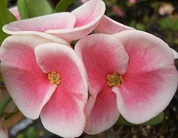 Pink Euphorbia Flower seeds for Planting - Compact Growth, Heirloom & GMO Free Seeds for Home Garden
Sale seeds for planting in home garden