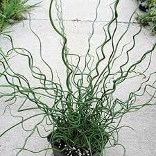 Heirloom Spiralis Flower seeds for Planting Easy to Grow Heirloom & GMO Free Seeds for Home Garden
Sale for planting in home garden