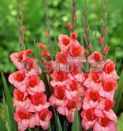 Pink Gladiolus Hybridus Flower seeds for Planting - Hardy Variety, Heirloom & GMO Free Seeds for Home Garden
Sale seeds for planting in home garden