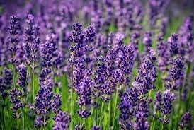 Lavender Labiatae Flower seeds for Planting Hardy Variety Heirloom & GMO Free Seeds for Home Garden
Sale for planting in home garden