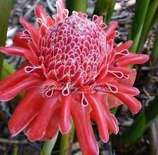 Pink Etlingera Flower seeds for Planting - Easy to Grow, Heirloom & GMO Free Seeds for Home Garden
Sale seeds for planting in home garden