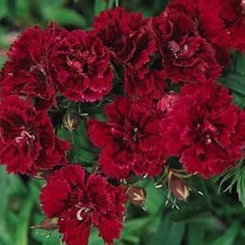 Maroon Dianthus Flower seeds for Planting - Seasonal Bloomer, Heirloom & GMO Free Seeds for Home Garden
Sale for planting in home garden
