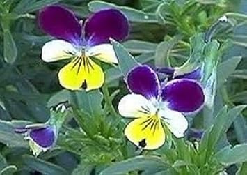 Mixed Pansy Perennial Flower seeds for Planting - Wildflower Mix, Heirloom & GMO Free Seeds for Home Garden
Sale for planting in home garden.