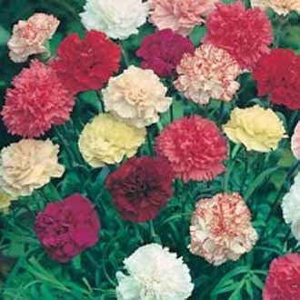 Dianthus Flower seeds for Planting - Hardy Variety, Heirloom & GMO Free Seeds for Home Garden
Sale for planting in home garden.