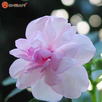 Pink Balsam Camellia Flower seeds for Planting - Low Maintenance, Heirloom & GMO Free Seeds for Home Garden
Sale for planting in home garden.