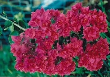Maroon Bougainvillea Flower seeds for Planting - Shade Tolerant, Heirloom & GMO Free Seeds for Home Garden
Sale for planting in home garden