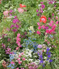All in One Wildflower Bouquet Mix