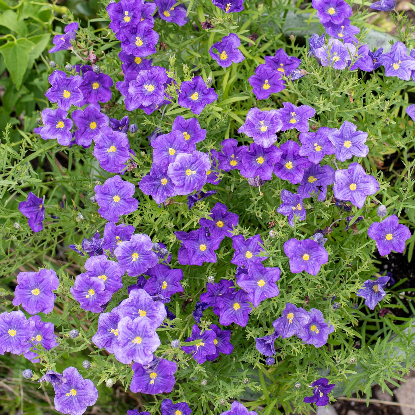 Cupflower Seeds