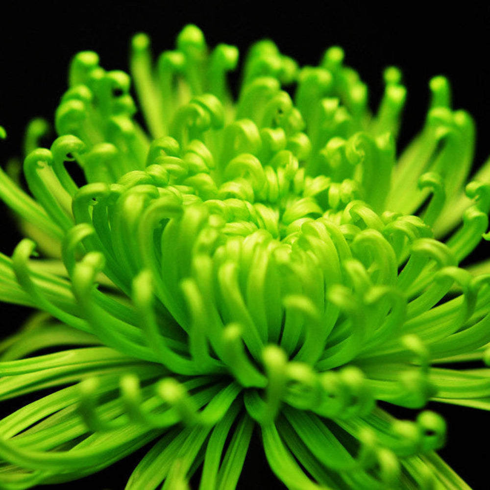 Green Spider Chrysanthemum Flower Seeds
