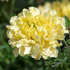 African Marigold Seeds creme color