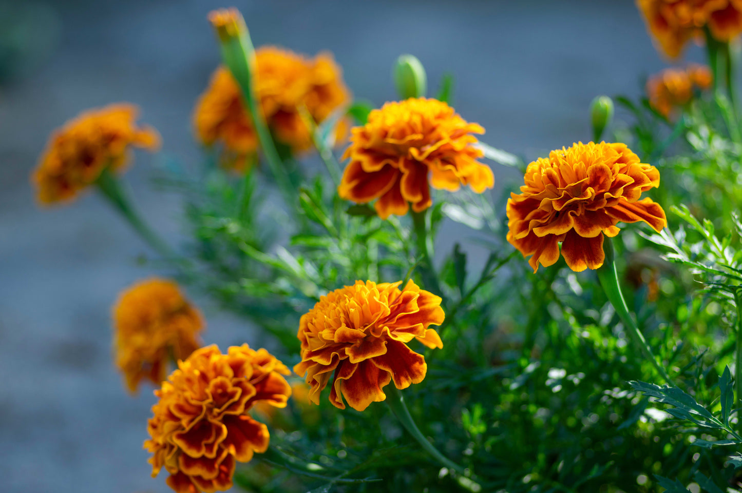 Marigold Seeds for Natural Pest Control in Your Garden