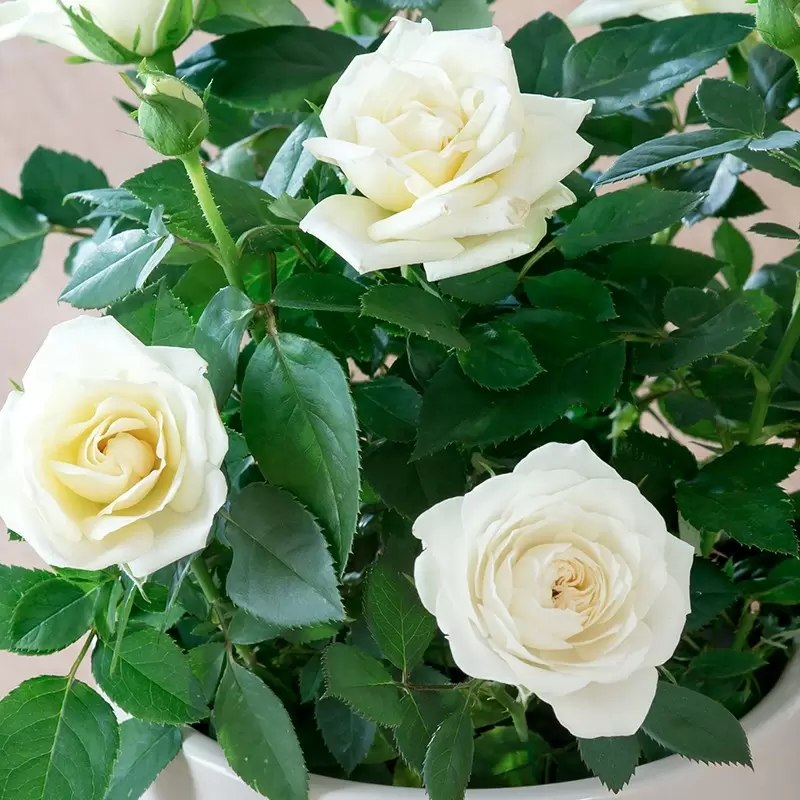 White Rose Flower Seeds