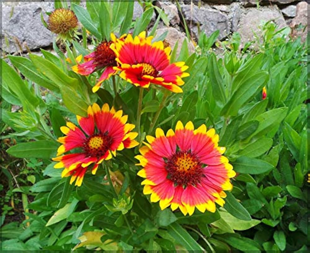 Maximum Wildflower Seed Mix