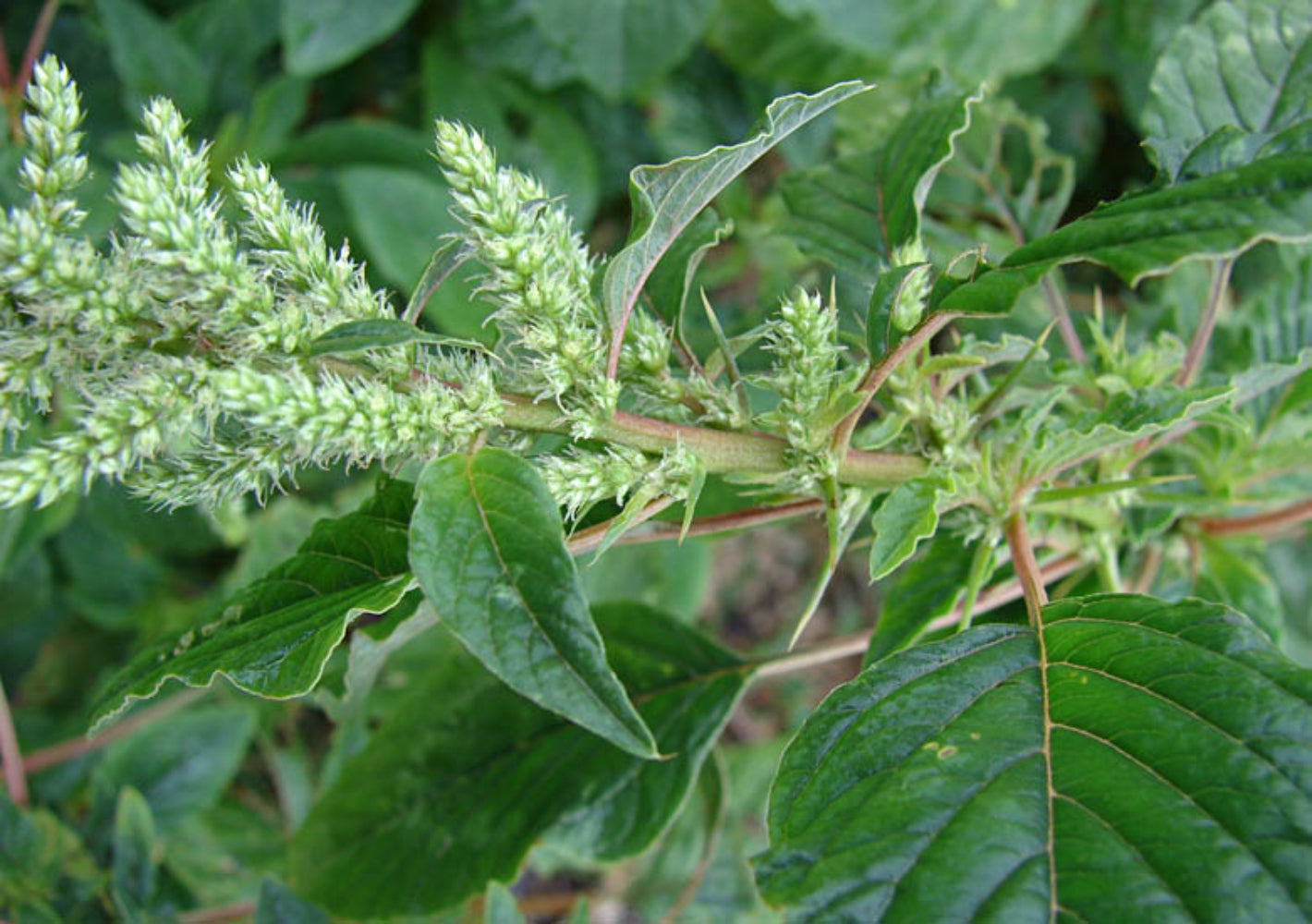 Amaranthus Spinosus (Spiny Amaranth) Seeds - Hardy Edible Green with Spiky Leaves