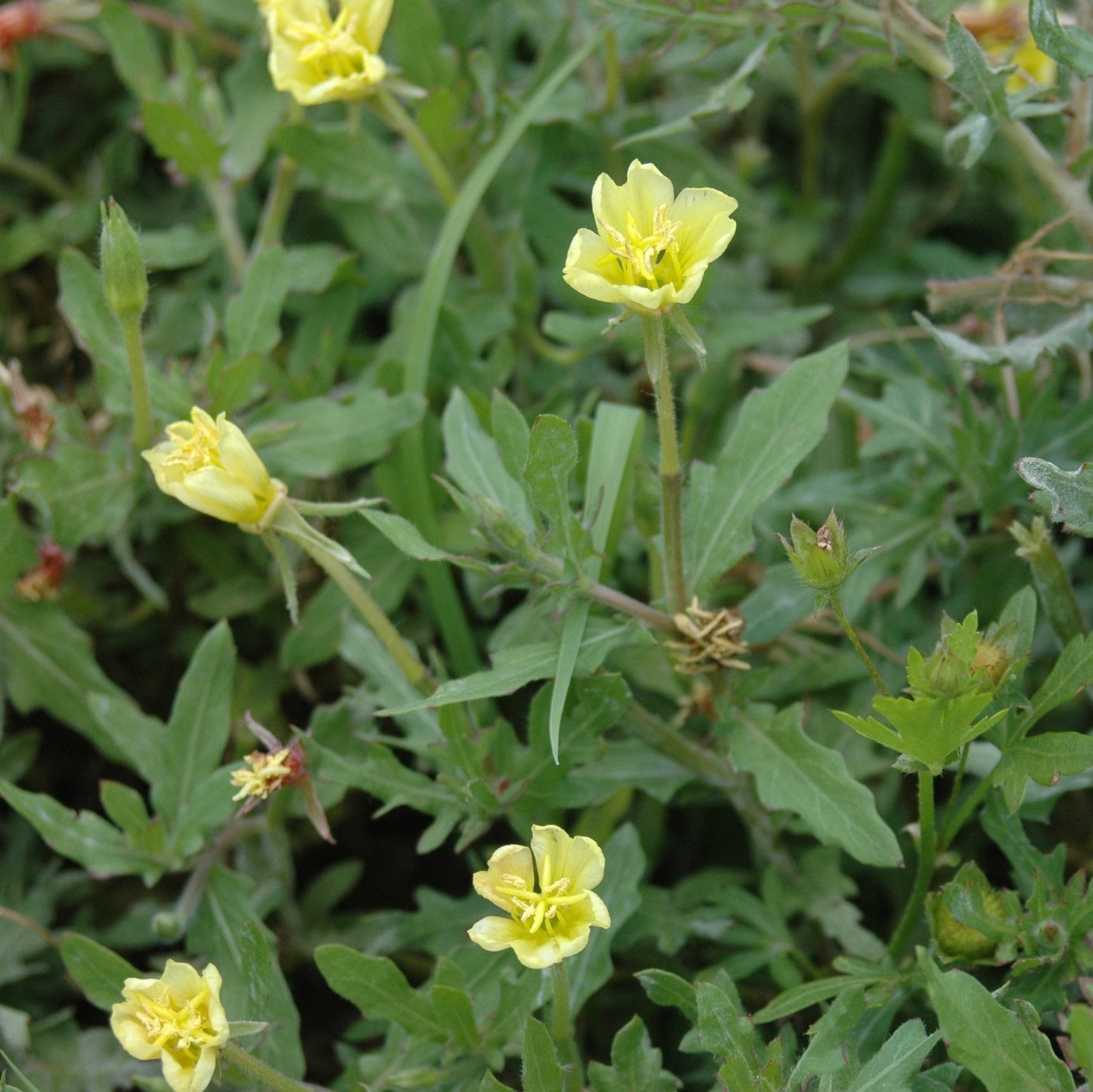 Semillas de flores de onagra de hoja cortada
