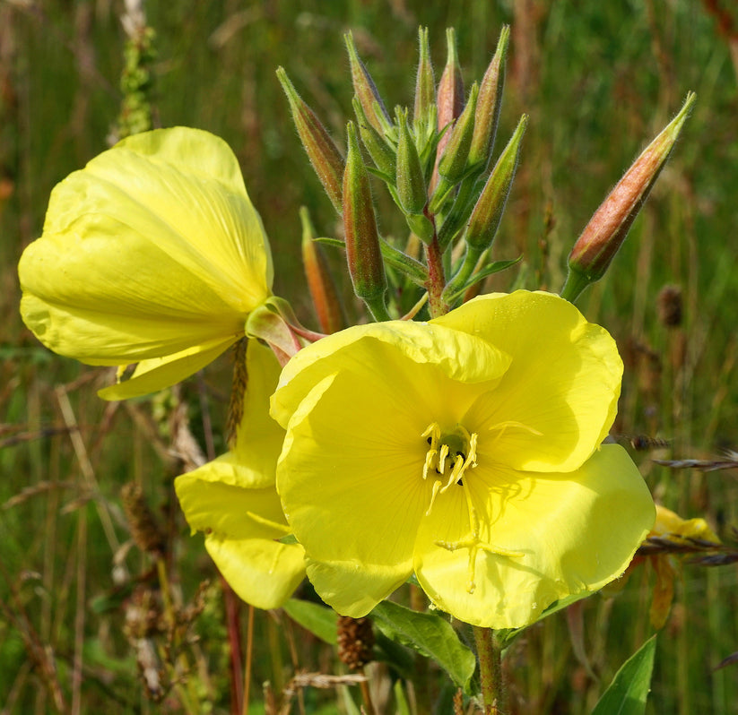 Evening Primrose Oenothera Lamarckiana Flower Seeds