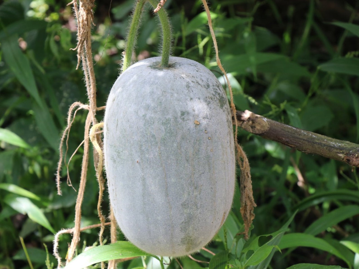 Semi di verdura di melone invernale a cera bianca