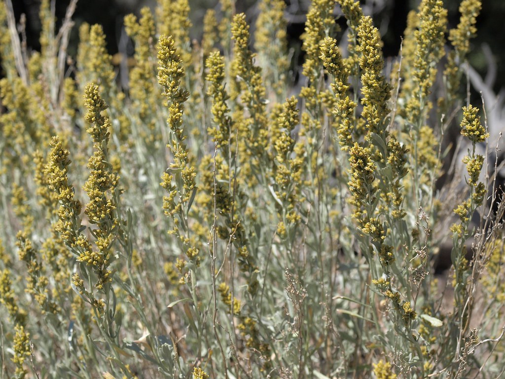 Semi di Arbusto Salvia Nera