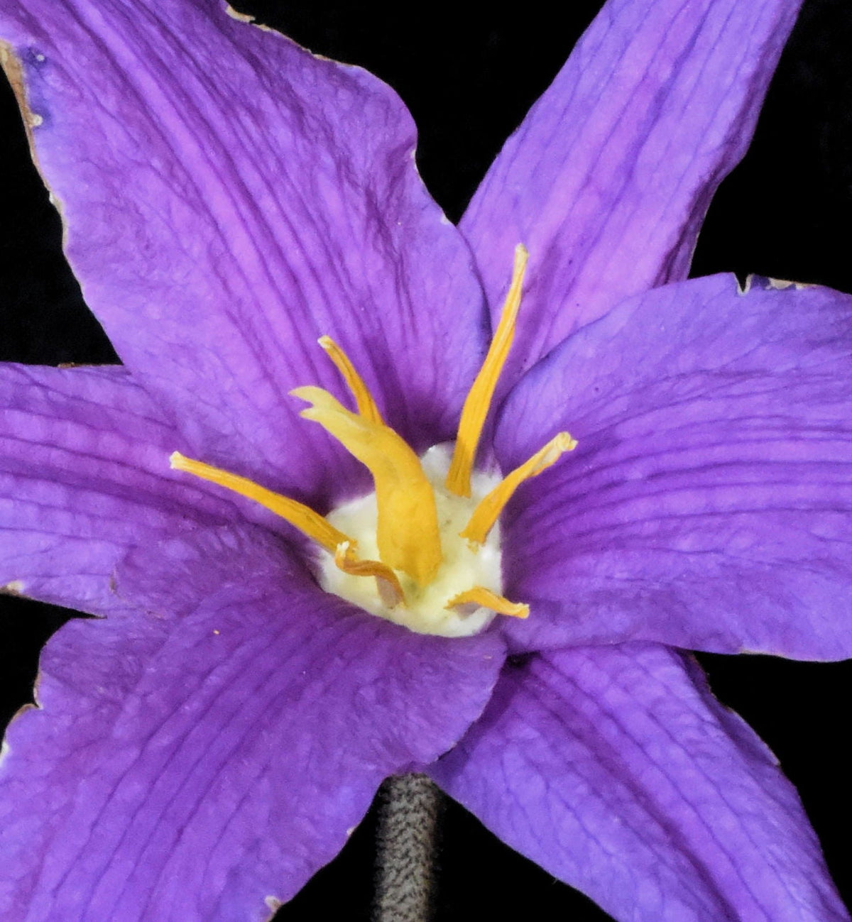 Xerophyta Viscosa Flower seeds for Planting Drought Tolerant Heirloom & GMO Free Seeds for Home Garden
Sale for planting in home garden
