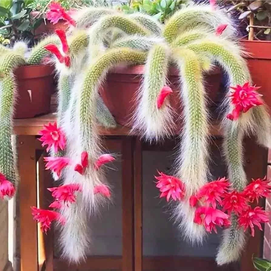 Hildewintera Cleistocactus Seeds
